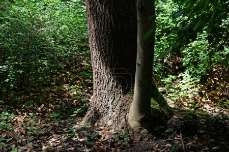 Foto von einem Baumstamm. Risse und Flechten an der Oberfläche des Stammes.