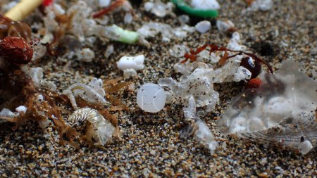 Microplástico blanco redondo imitado entre la vela de una colonia de medusas velella velella y otras conchas de animales marinos que resaltan que la vida marina ingiere microplásticos confundiéndolos con alimentos.