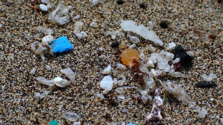 Mikroplastik in verschiedenen Formen und Farben zwischen den Überresten der Meereslebewesen am Strand von Orzola, Lanzarote, Archipel der Kanarischen Inseln, Spanien. Konzept der massiven Umweltverschmutzung in jeder Ecke des Planeten.