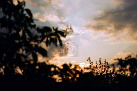 Dieses Foto fängt die Schönheit eines Sonnenuntergangs ein, der von silhouettierten Blättern umrahmt wird. Das warme, goldene Licht der untergehenden Sonne bildet einen dramatischen Kontrast zu den dunklen Formen der Blätter und unterstreicht die natürliche Schönheit der Szenerie.. 