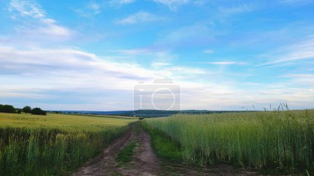 Country road on a plain in the summer