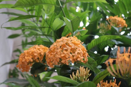 Ixora coccinea, allgemein bekannt als Dschungel-Geranie oder Flamme der Wälder, ist ein lebendiger und dekorativ blühender Strauch, der in tropischen Regionen Asiens beheimatet ist. Bekannt für seine auffallenden Cluster kleiner.
