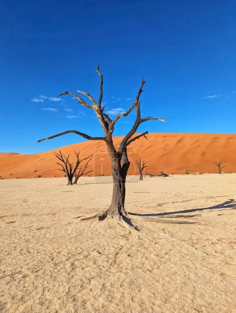 Las impresionantes dunas rojas de Sossusvlei en el Parque Nacional Namib-Naukluft, Namibia, creando un paisaje desértico dramático.