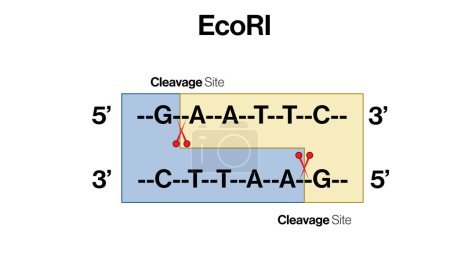 Ilustración vectorial detallada de los sitios de restricción EcoRI: Biología molecular e ingeniería genética sobre fondo blanco