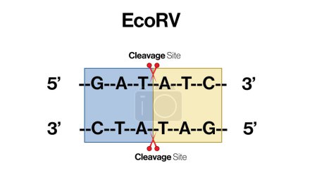 Ilustración vectorial detallada de las secuencias de reconocimiento EcoRV: Biología molecular e ingeniería genética sobre fondo blanco