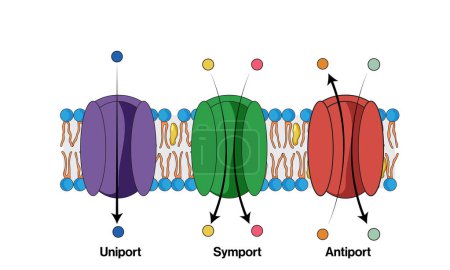 Detailed Vector Illustration of Membrane Transport Mechanisms: Uniport, Symport, and Antiport in Cellular Processes on White Background