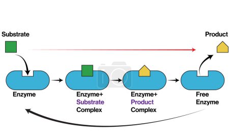Detaillierte Vektorillustration der Reaktionsstufen der Enzym-Katalyse: Biochemische Prozesse im weißen Hintergrund