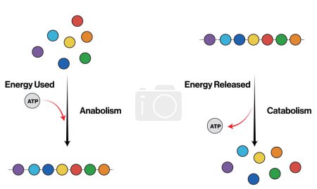 Illustration vectorielle détaillée des mécanismes d'anabolisme et de catabolisme dans le métabolisme cellulaire : processus biochimiques en fond blanc