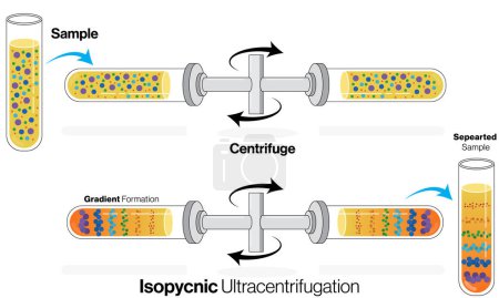 Detailed Vector Illustration of Isopycnic Centrifugation Mechanism in White Adipocytes: Triacylglycerol Separation Process in White Background