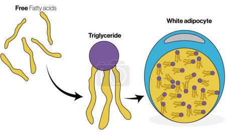 Detailed Vector Illustration of Fat Deposition Mechanism in White Adipocytes: Triacylglycerol Storage Process in White Background