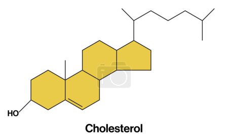 Illustration vectorielle détaillée et étiquetée de la structure colorée du cholestérol pour la biochimie, la biologie moléculaire et l'éducation aux sciences de la santé sur fond blanc, idéale pour la recherche scientifique et le matériel éducatif