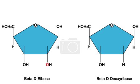 Illustration vectorielle détaillée et étiquetée de la structure du ribose bêta-D et du ribose désoxy-bêta-D pour la biochimie, la biologie moléculaire et l'éducation aux sciences de la santé sur fond blanc