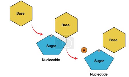Ilustración vectorial de ciencia detallada y etiquetada de la estructura de diferentes tipos de bases de ADN, bases de ácido nucleico, nucleótidos y nucleósidos en el fondo blanco para la educación en bioquímica y biología molecular