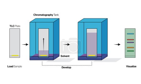 Detailed and Labeled Science Vector Illustration of Setting Up and Development of Thin Layer Chromatography on White Background for Analytical Chemistry, Laboratory Research, and Educational Purposes