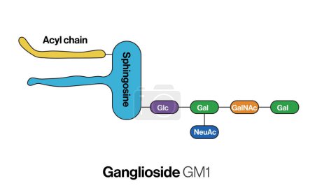 Ilustración de Ilustración vectorial detallada y etiquetada de la estructura Ganglioside GM1 para la educación en bioquímica, biología molecular, neurociencia y ciencias de la salud sobre fondo blanco - Imagen libre de derechos