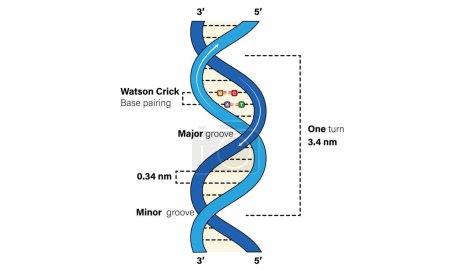 Ilustración de Ilustración vectorial detallada y etiquetada de la estructura del ADN Watson y el modelo Crick para la educación en genética, bioquímica, biología molecular y ciencias de la salud sobre fondo blanco - Imagen libre de derechos