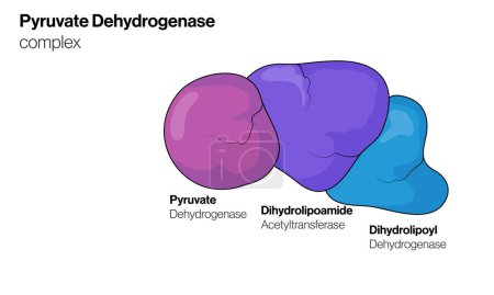 Illustration vectorielle détaillée et marquée des composantes du complexe pyruvate déshydrogénase pour la biochimie, la biologie moléculaire et l'enseignement des sciences de la santé sur fond blanc