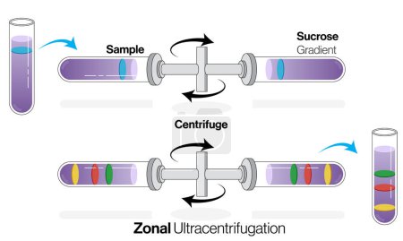 Detailed and Labeled Science Vector Illustration of Zone Ultracentrifugation Process in a Centrifuge with Test Tubes Showing Molecule Separation into Different Bands on White Background for Scientific Research and Education