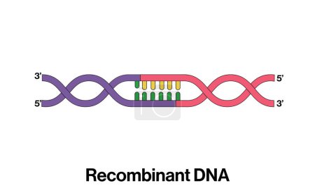 Ilustración vectorial detallada y etiquetada del ADN recombinante para la investigación de ingeniería genética, biotecnología y biología molecular sobre fondo blanco