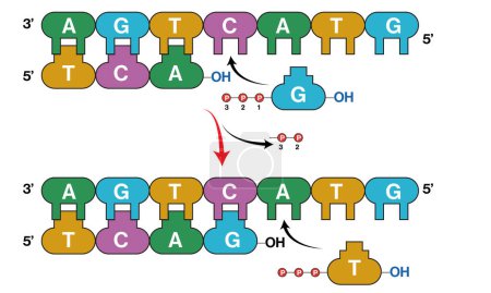 Detaillierter Mechanismus der DNA-Replikation: DNA-Basen-Addition und chemische Reaktionen, Vektorillustration für Biochemie und Molekularbiologie