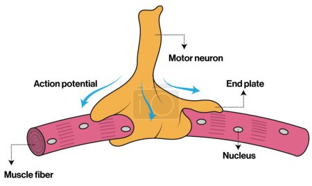Structure détaillée de la jonction neuromusculaire, illustration vectorielle pour la neuroscience, la biologie et l'éducation médicale sur fond blanc