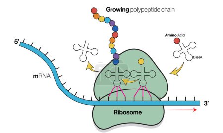 Mecanismo detallado de traducción: Ribosoma, ARNt, interacciones ARNm y síntesis de proteínas, ilustración vectorial para la educación en biología molecular, fondo blanco