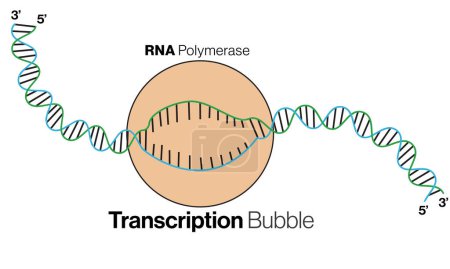 Illustration vectorielle détaillée du mécanisme de formation de bulles de transcription pour l'enseignement de la biologie moléculaire et de la biochimie sur fond blanc