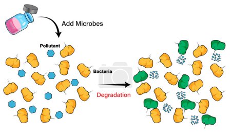Illustration vectorielle détaillée du mécanisme de bioaugmentation pour la biochimie, la biologie moléculaire et l'enseignement des sciences de la santé sur fond blanc