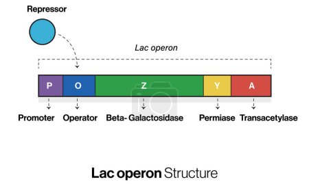 Detaillierte Vektorillustration der Lac-Operon-Struktur in Bakterien: Erziehungsdiagramm der genetischen Regulation im weißen Hintergrund