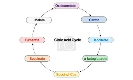Vía detallada del ciclo del ácido cítrico: Ilustración vectorial para bioquímica, biología molecular, educación en ciencias de la salud sobre fondo blanco