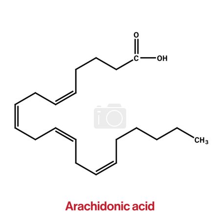 Detaillierte Vektorillustration der chemischen Struktur der Arachidonsäure für Biochemie, Molekularbiologie und Gesundheitswissenschaften auf weißem Hintergrund