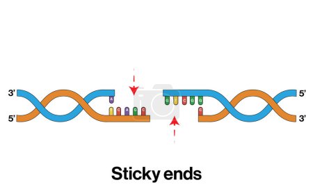 Ilustración vectorial detallada y etiquetada del ADN final pegajoso después de la digestión para la biología molecular y la educación en ingeniería genética sobre fondo blanco