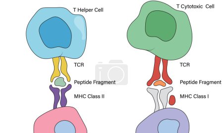 T-Zell-Erkennung von Antigen: Detaillierte Vektorillustration zellulärer Rezeptoren und Immunreaktionsmechanismen im weißen Hintergrund"