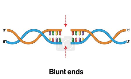 Detailed Labeled Vector Illustration of Blunt End DNA Post-Digestion, White Background Biochemistry Molecular Biology Research Laboratory Equipment