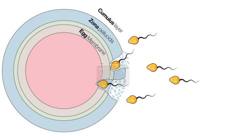 Detaillierter Mechanismus der Interaktion von Ei und Sperma: Beschriftete Vektorillustration für Reproduktionsbiologie, Befruchtungsprozess und medizinische Ausbildung auf weißem Hintergrund