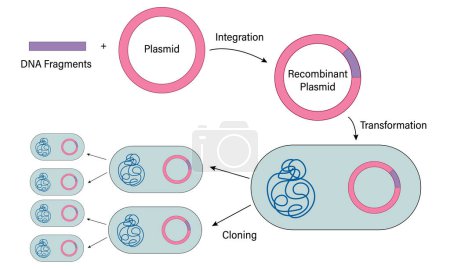 Mecanismo de tecnología de ADN recombinante: ilustración vectorial detallada de la construcción de plásmidos recombinantes bacterianos para la educación en biología molecular, fondo blanco