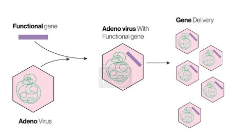 Mechanismus des Adeno-Virus-vermittelten Gentransfers Detaillierte Vektorillustration für Molekularbiologie, Gentechnik und medizinische Forschung auf weißem Hintergrund