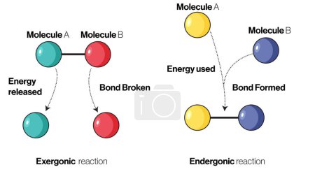 Allgemeiner Reaktionsweg endergonischer und exergonischer Reaktionen: Detaillierte Vektorillustration für Biochemie und Molekularbiologie auf weißem Hintergrund