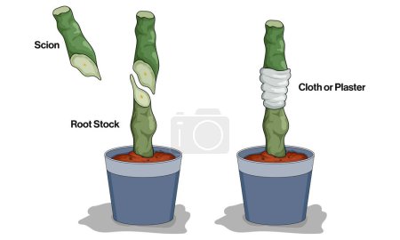 Mécanisme de greffe dans les plantes : Illustration vectorielle détaillée du processus et du mécanisme de greffe en contexte blanc pour l'enseignement et la recherche agricoles