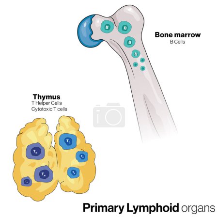 Detaillierte Vektorillustration primärer Lymphoidorgane, Thymus und Knochenmark, unverzichtbar für Immunologie, Forschung und Medizin, auf weißem Hintergrund