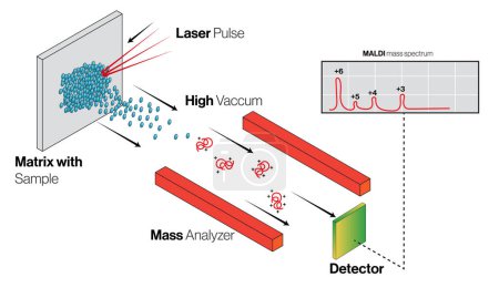 Instrumentación y principio de funcionamiento de MALDI, ionización por desorción láser asistida por matriz, ilustración vectorial detallada para investigación científica y química analítica sobre fondo blanco