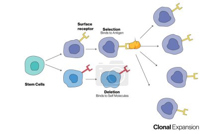 Mechanismus der klonalen Selektionstheorie in der Immunologie anhand von Zellen, detaillierte Vektorillustration für wissenschaftliche Ausbildung und Forschung auf weißem Hintergrund