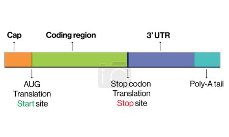 Architecture générale de l'ARNm Illustration détaillée des vecteurs, y compris l'UTR, la région codante et d'autres composantes de la biologie moléculaire, de la biochimie et de la formation en recherche génétique sur fond blanc