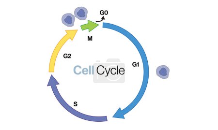 Detaillierte Vektorillustration von Zellzyklusstadien mit kreisförmigen Pfeilsymbolen, die auf weißem Hintergrund darstellen, wie aus einer G1-Zelle in der M-Phase zwei Zellen für Biologie und medizinische Ausbildung werden