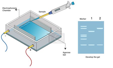 Agarose Gel Electrophoresis Instrumentation Detailed Vector Illustration with Gel Tank Buffer Pipette Dropping Sample into Wells and Gel with Developed Bands for Scientific Research and Laboratory Education on White Background