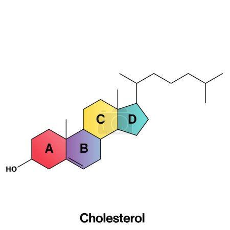 Detaillierte Vektorillustration der Cholesterinstruktur für Biochemie, Molekularbiologie und gesundheitswissenschaftliche Ausbildung auf weißem Hintergrund.