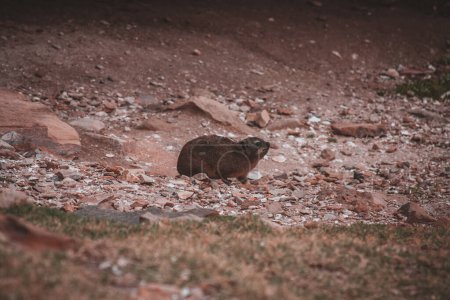Diese detaillierte Aufnahme fängt eine Hyrax in felsigem Gelände in Südafrika ein und hebt ihren natürlichen Lebensraum hervor. Perfekt für Tier- und Naturaufnahmen, zeigt es die einzigartige Artenvielfalt der Region.