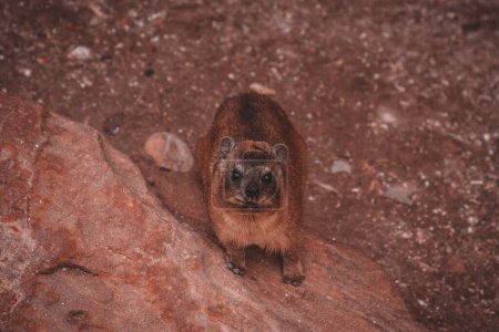 This close-up shot captures the inquisitive gaze of a hyrax in South Africa, highlighting its detailed features against the rocky terrain. Ideal for wildlife and nature footage showcasing unique animal behavior.