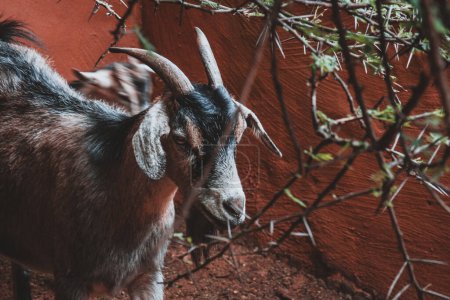 This striking photograph captures a rustic goat within a traditional South African enclosure. The detailed textures and natural setting make it perfect for nature and animal enthusiasts.