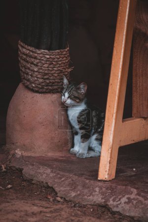 This charming photograph captures a cozy kitten nestled in a rustic South African setting, showcasing the endearing innocence and serene ambiance of rural life. Perfect for animal and pet enthusiasts.